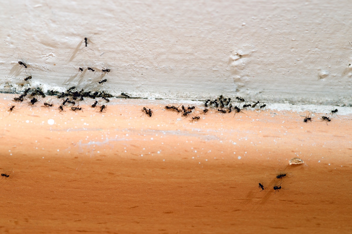 Black ants gathering on baseboard