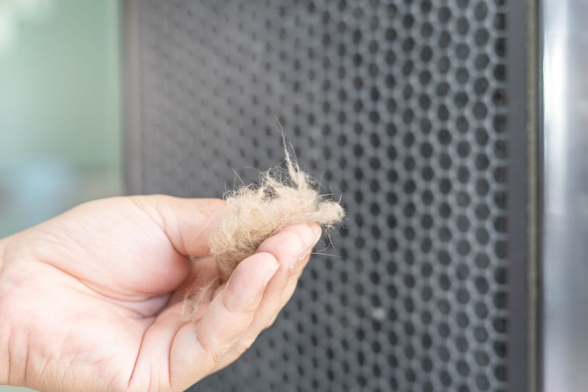 Close-up-hand-a-man-and-cat-fur-with-dust-in-air-purifier-filter-basic-cleaning-in-home.jpg