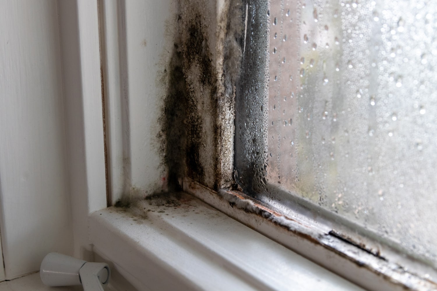 Corner of window frame covered in mold, Moist mold and fungus in window and frame