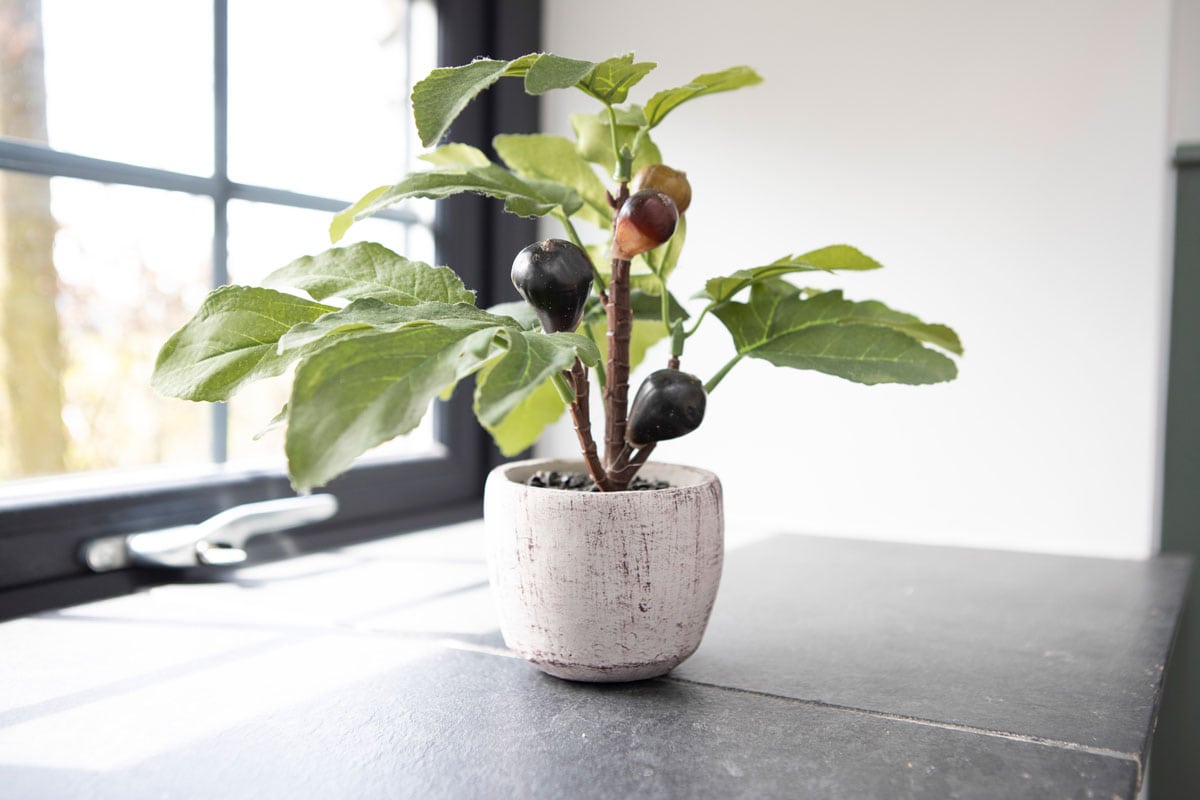 Potted fig plant on a window sill