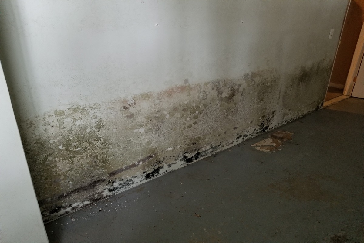 What Are The Dangers Of Having A Too Humid Basement - mold in abandoned house basement