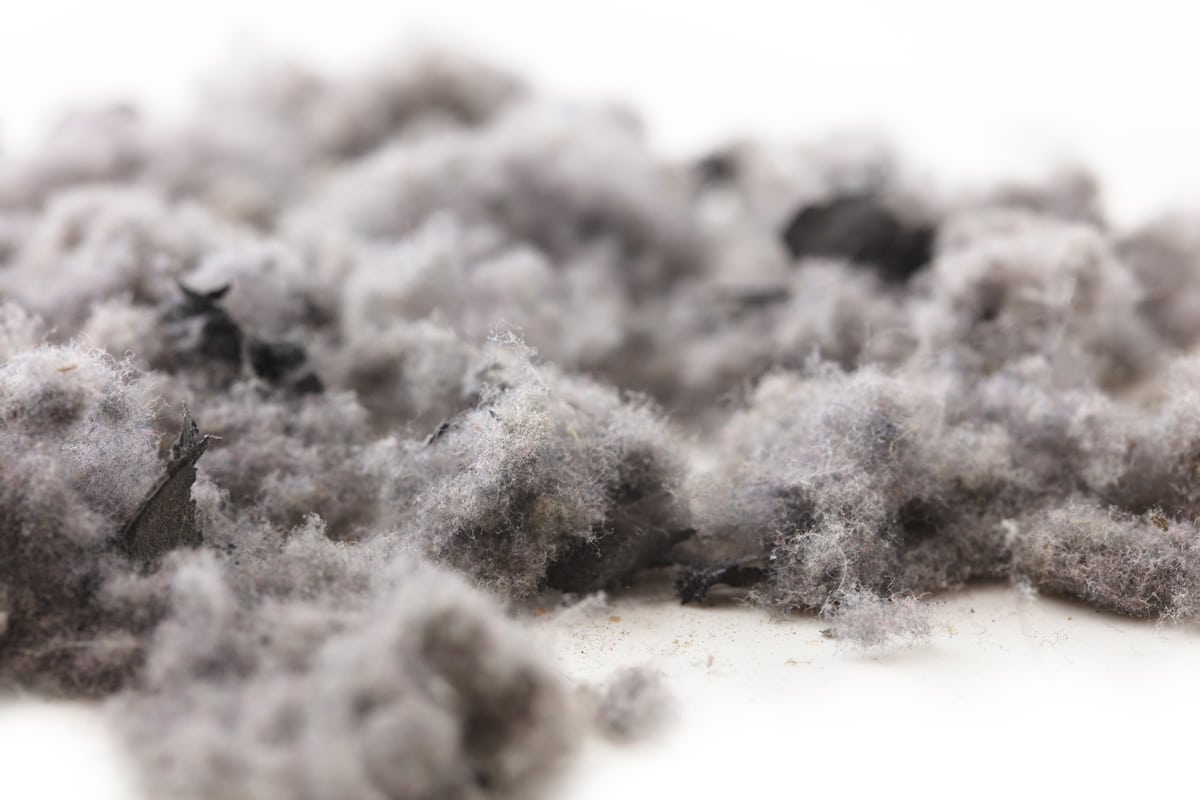 Common house hold dust,lint and debris. High magnification macro, isolated on neutral white.
