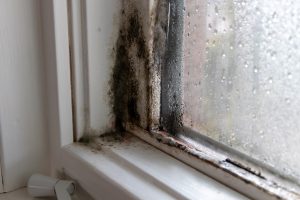 Read more about the article Does Condensation On Windows Cause Mold?
