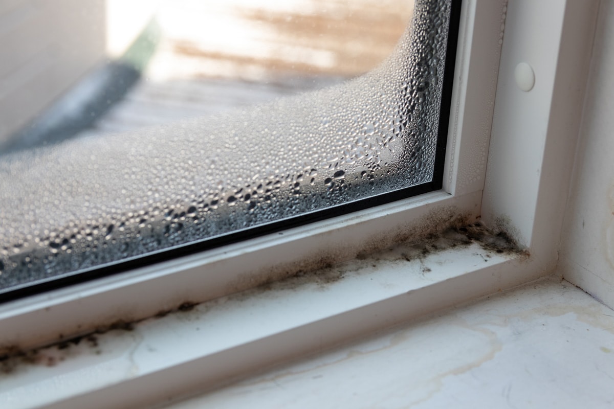 Moist mold and fungus in window rotting away frame