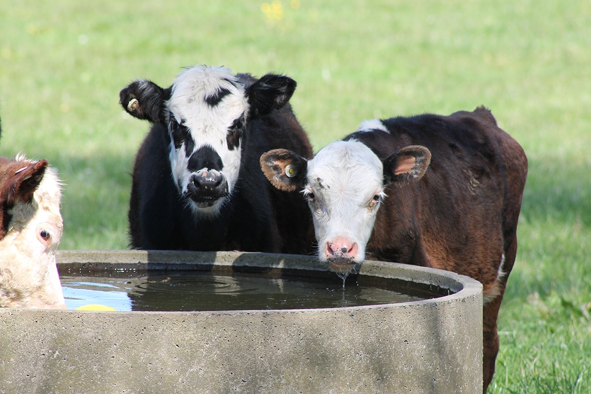 Young cattle drinking