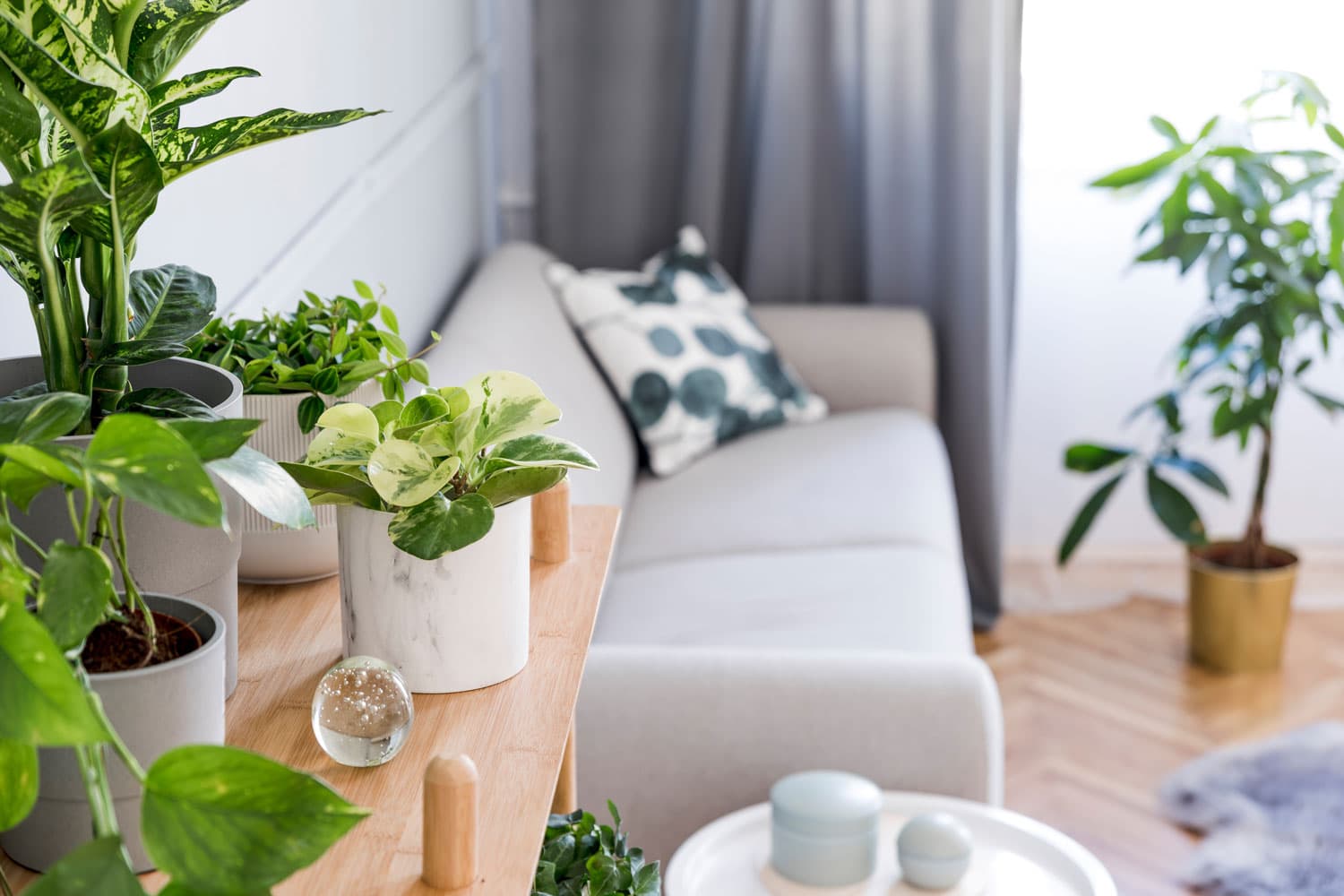Putting indoor plants inside the house